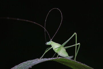 Katydid nymphs in the wild, North China