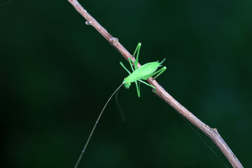 Katydid nymphs in the wild, North China