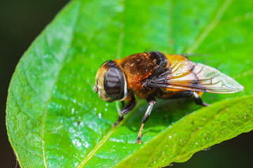 Aphid eating flies in the wild, North China