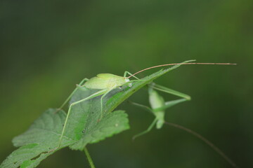 Katydid nymphs in the wild, North China