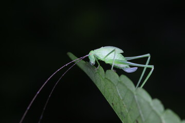 Katydid nymphs in the wild, North China