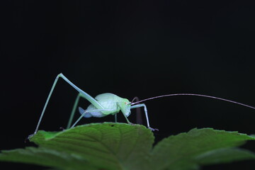 Katydid nymphs in the wild, North China