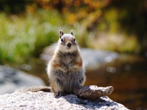 Portrait Of Squirrel Sitting On Rock