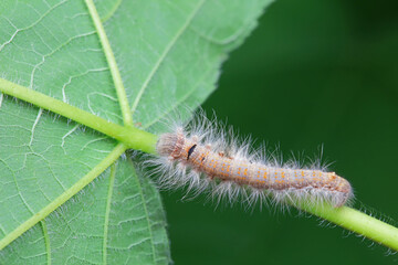 Lepidoptera larvae in the wild, North China