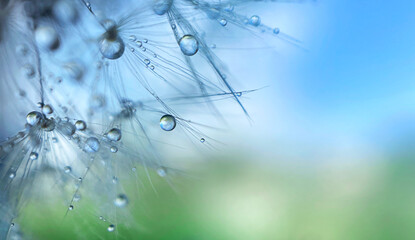 background with dew drops on a dandelion
