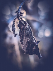 Dried brown leaf hanging from the branch on bokeh background. Retro-style wintry nature theme with space for texts and design.
