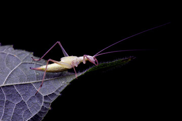 Tree cricket on wild plants, North China