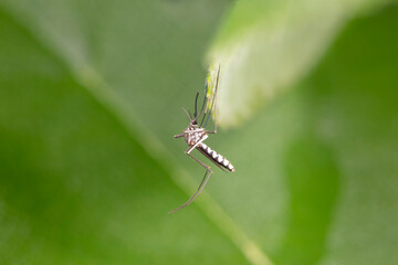 mosquito insect in the wild, North China