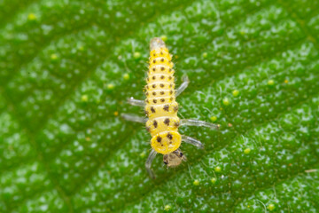 Ladybugs on wild plants, North China