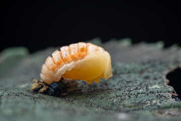 Ladybugs on wild plants, North China