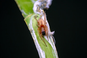 Spiders in the wild, North China