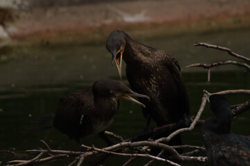 birds couple