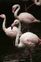 flamingo in the zoo