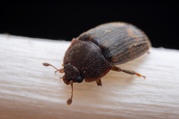 Leaf beetle on wild plants, North China