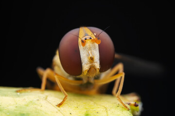 Aphid eating flies in the wild, North China