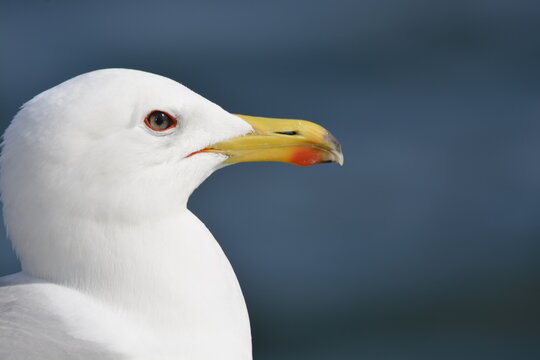Close-up Of Seagull