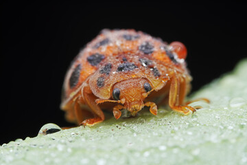 Ladybugs on wild plants, North China
