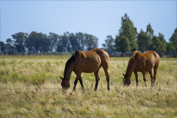 pair of brown horses freely grazing in a field