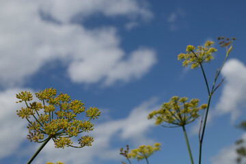 Fennel flower in a blue sky with white clouds