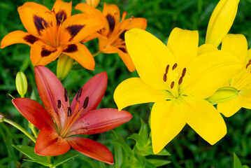 三色のスカシユリの花