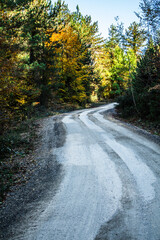 yellow and green road landscape in autumn