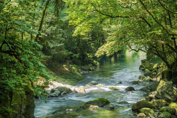 Fototapeta na wymiar 緑の森の下の菊池渓谷の流れ