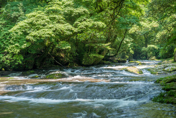 Naklejka premium 緑の森をバックに菊池渓谷の流れ