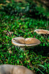 mushrooms grown in greenery in nature