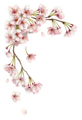 Fototapeta na wymiar アナログ水彩桜のフレーム素材