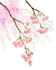 アナログ水彩枝垂桜