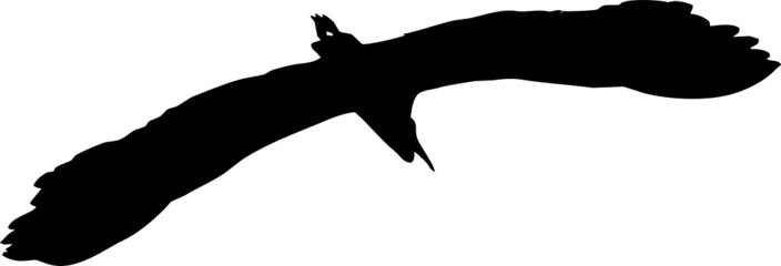 Oiseau en vol, vecteur pour illustration, animation, conception. En noir et silhouette sur fond transparent. Héron cendré. 