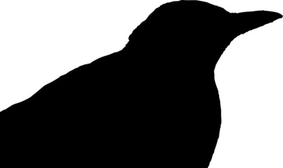 Silhouette de merle noir sur fond transparent 