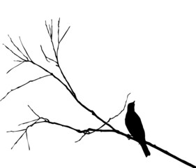 Grive musicienne posée sur des branches en silhouette