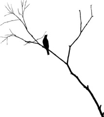 Arbre sans feuilles et oiseau grive musicienne en silhouette, vecteur noir transparent
