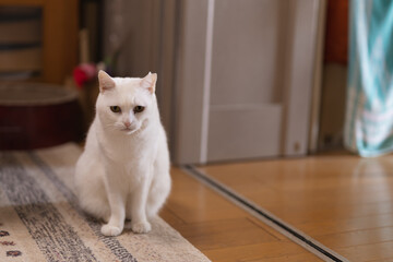 Fototapeta na wymiar cute white rescued cat