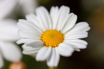 Fototapeta premium Daisy flower with white and yellow colors