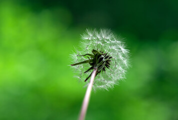 Close-up of dandelion flowers on a green background