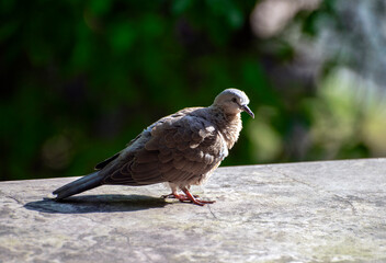 pigeon on a fence