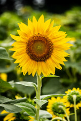 sunflower in the field