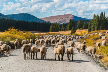 Fototapeta premium herd of sheep