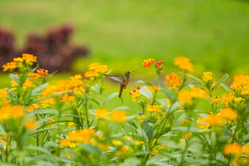 Hummingbird flying
