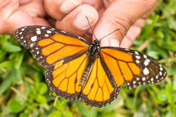 Gardener holds monarch butterfly