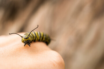 Caterpillar