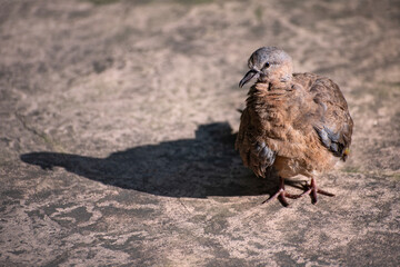 red billed hornbill in flight