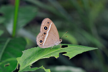 翅を閉じたリュウキュウヒメジャノメ（沖縄県・石垣島）
