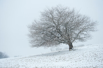 Fototapeta na wymiar Lone tree skeleton in snow covered pasture