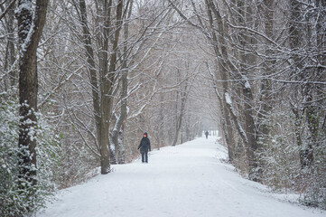 Snow covered tree lined foot path with distant people walking