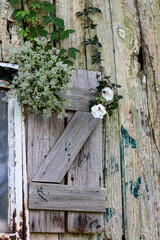 A rustic, country still life of vines and flowers creeping up and adorning an old shutter of an antiquated farm building. Country personified. 