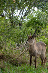 Waterbuck in South Africa