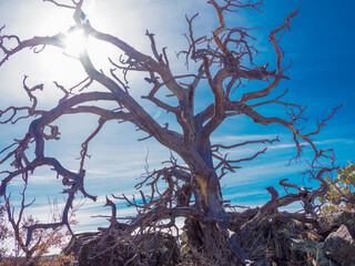 Sun and cirrus clouds behind a dead tree